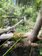Carex praticola