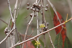 Eucalyptus radiata radiata
