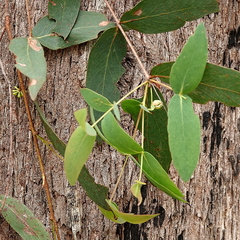 Eucalyptus radiata radiata