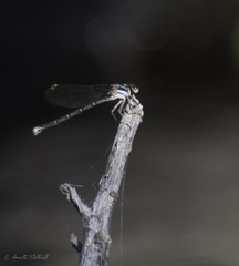 Argia tezpi