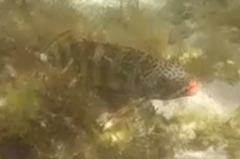 Goniistius rubrolabiatus