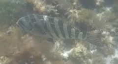 Goniistius rubrolabiatus