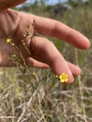 Linum arenicola