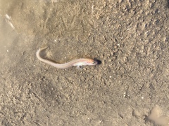 Ophidion scrippsae