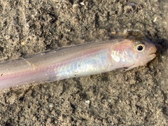 Ophidion scrippsae