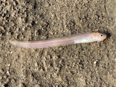Ophidion scrippsae