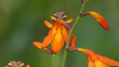 Crocosmia