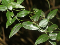 Jasminum nervosum