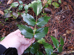 Ilex aquifolium