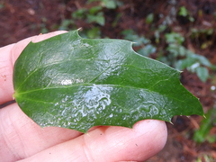 Ilex aquifolium