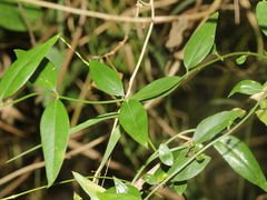Jasminum nervosum