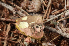 Boletus chrysenteron image