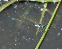 Ischnura pruinescens