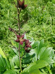 Dictamnus dasycarpus