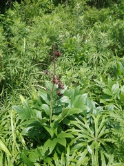 Dictamnus dasycarpus