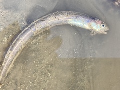 Ophidion scrippsae