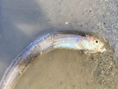 Ophidion scrippsae