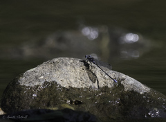 Argia frequentula