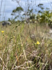 Linum arenicola