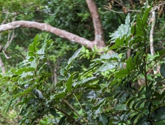 Ormosia hengchuniana