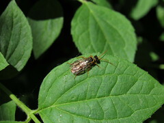 Cephalcia abietis