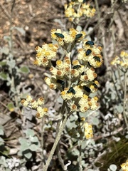 Helichrysum patulum