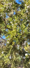 Juniperus deppeana