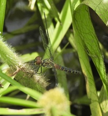 Brachydiplax denticauda