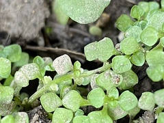 Callitriche muelleri