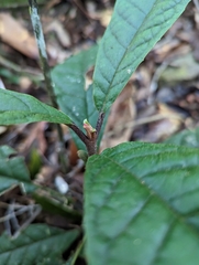 Symplocos koshunensis