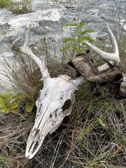 Odocoileus virginianus clavium
