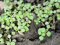 Callitriche muelleri