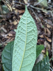 Symplocos koshunensis