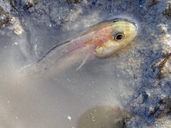 Ophidion scrippsae
