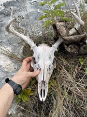 Odocoileus virginianus clavium