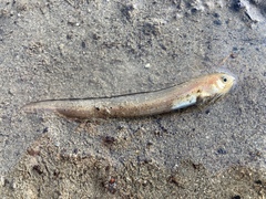 Ophidion scrippsae