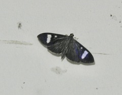 Phostria
