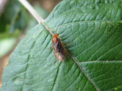 Nematinus bilineatus