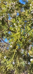 Juniperus deppeana