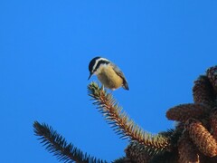 Sitta canadensis