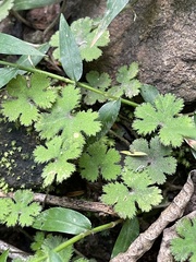Hydrocotyle elongata