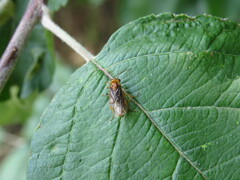 Nematinus bilineatus