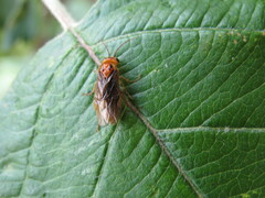 Nematinus bilineatus