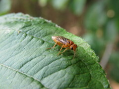 Nematinus bilineatus