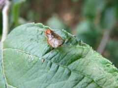 Nematinus bilineatus