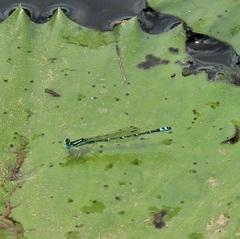 Austroagrion exclamationis