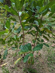 Anacardium