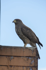 Rupornis magnirostris