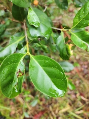 Cyclophyllum coprosmoides