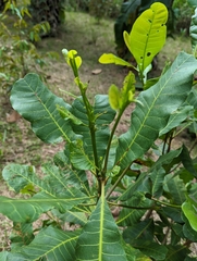 Anacardium